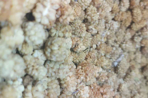 توت خشک اعلا